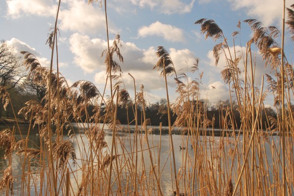 Lake at Whiteknights University of Reading