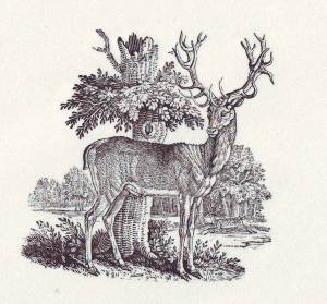 Thomas Bewick