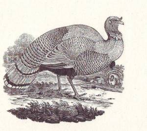 Thomas Bewick
