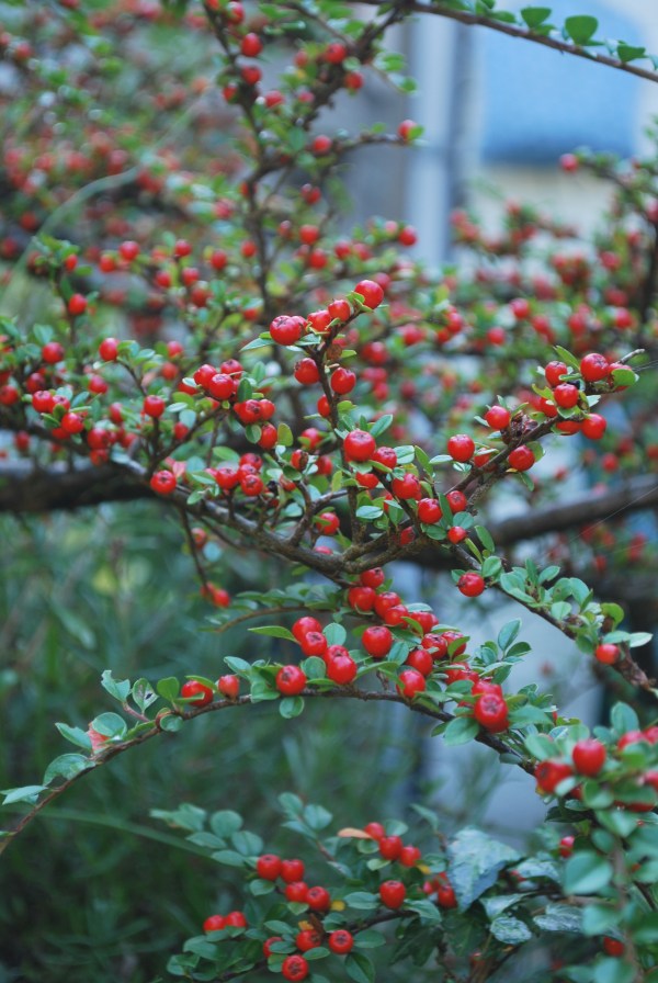 Winter berries