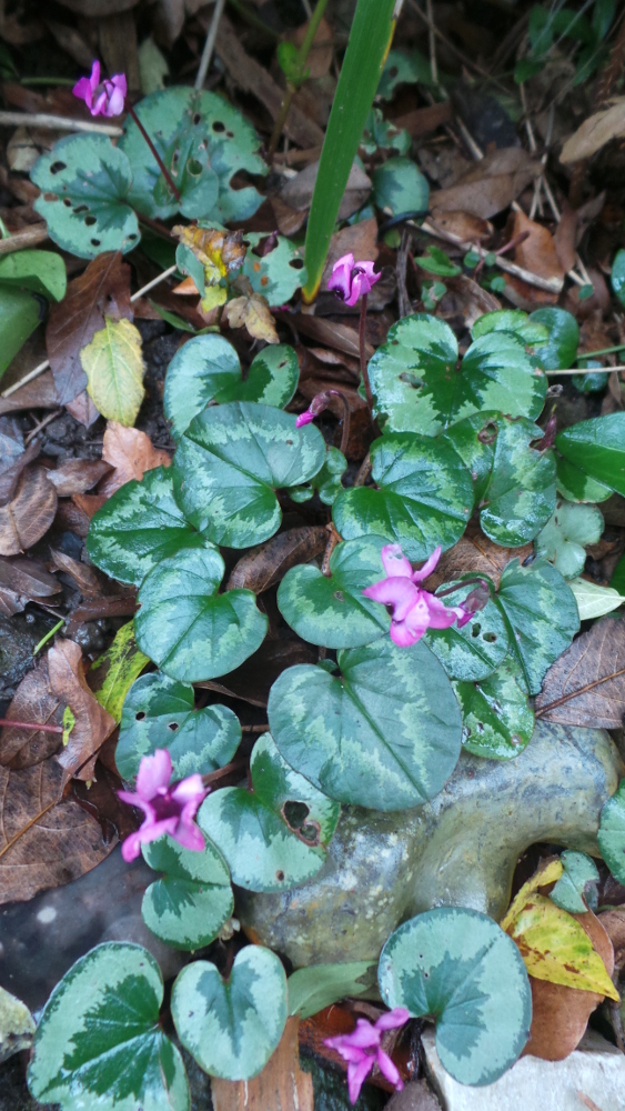 cyclamen