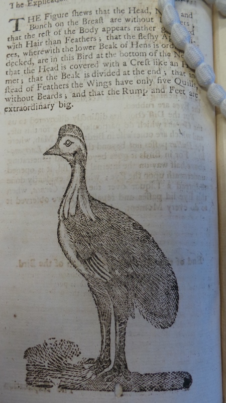 From The History and anatomical description of a Cassowar.