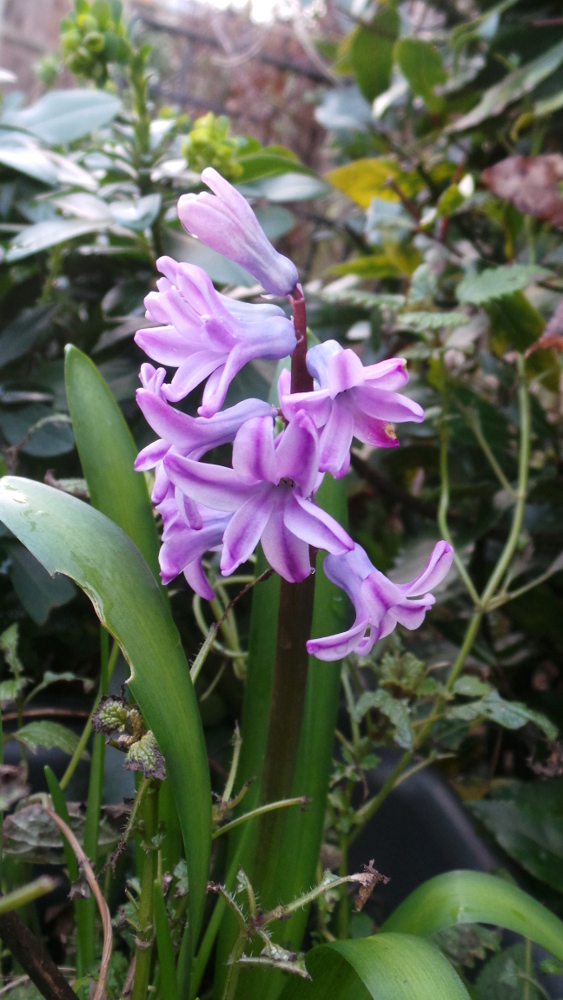 hyacinth
