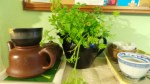 parsley1
