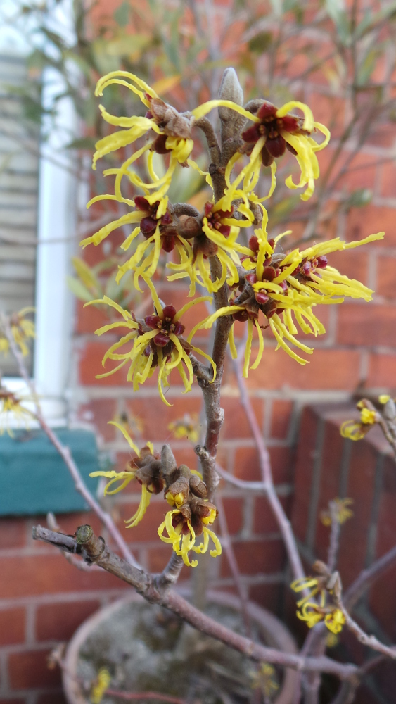 Witchhazel